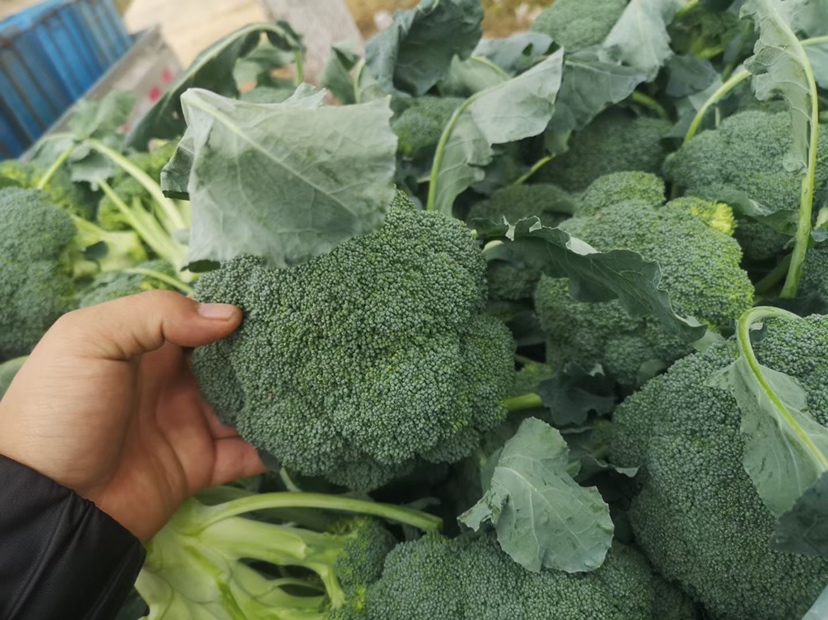 地瓜与西兰花搭配的健康餐盘