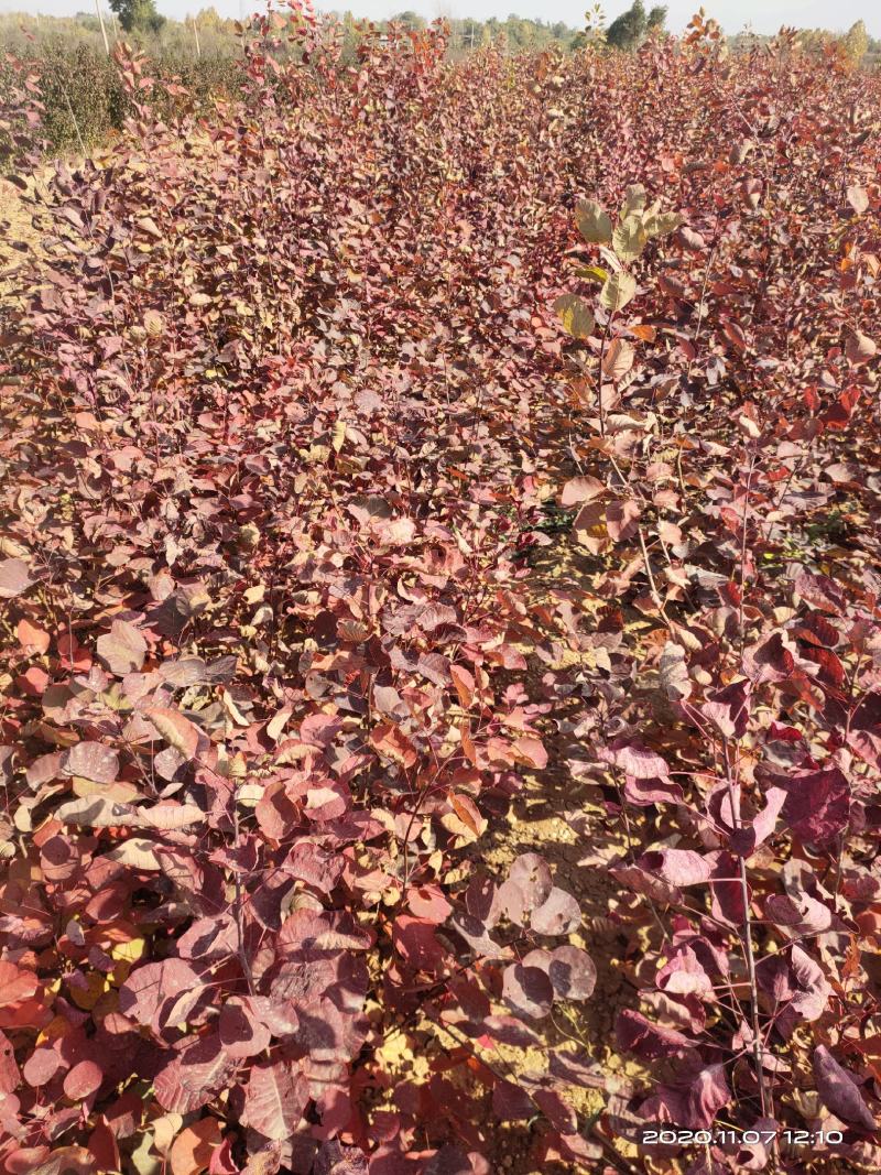 红栌苗黄栌苗山西运城一年两年0.5公分1公分自产自销