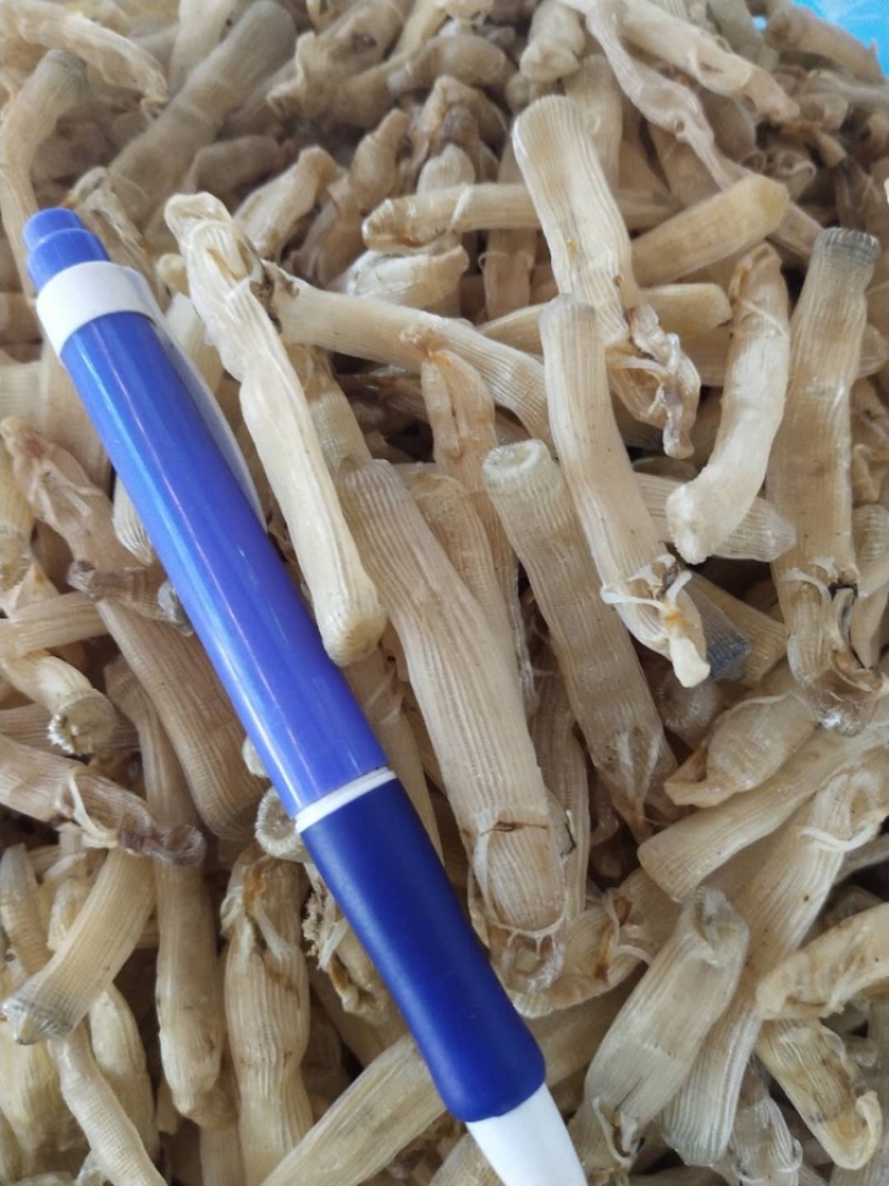 广西本地沙虫足干货(大中小规格)试过就会发现好东西