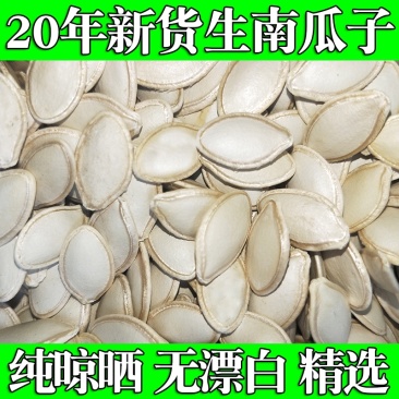 2020内蒙产地精品色选南瓜子量大需要来谈