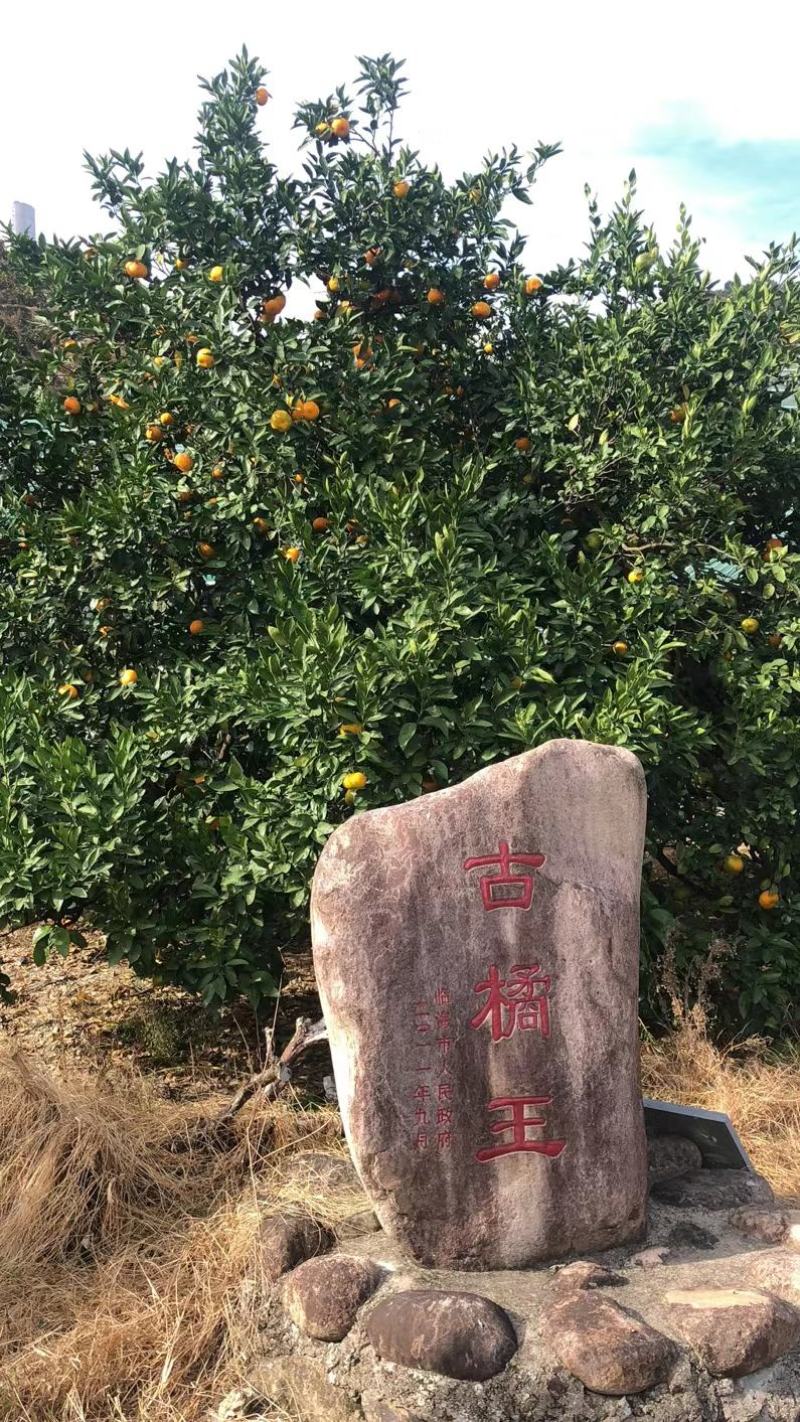 涌泉蜜橘，高山蜜橘，精品蜜橘，响誉天下一奇，吃橘带皮
