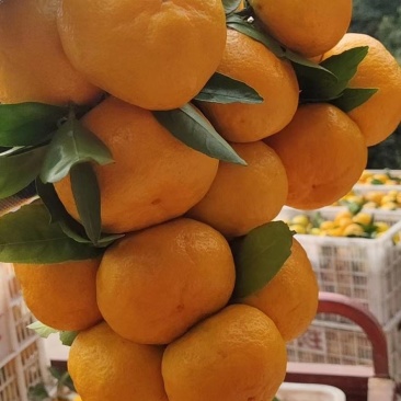 蜜橘特早蜜橘，果大皮薄，口感好，细腻无渣货源充足