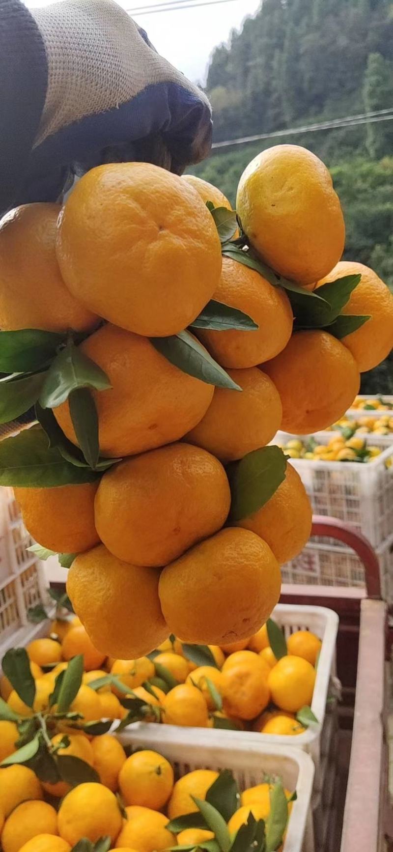 蜜橘特早蜜橘，果大皮薄，口感好，细腻无渣货源充足