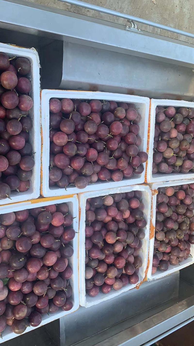 大量上市的紫香百香果，清远果园直供