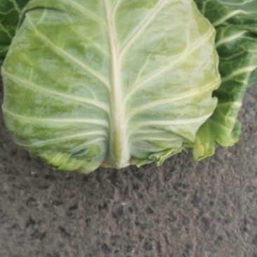 牛心菜，甘蓝，大量上市