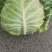 牛心菜，甘蓝，大量上市