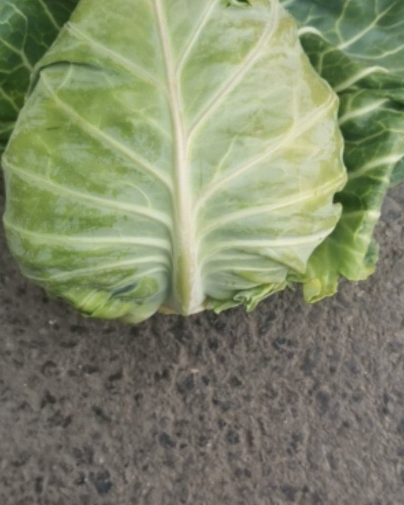 牛心菜，甘蓝，大量上市