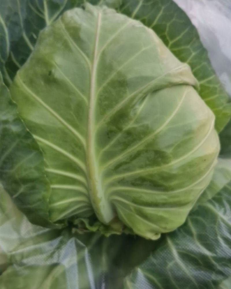 牛心菜，甘蓝，大量上市