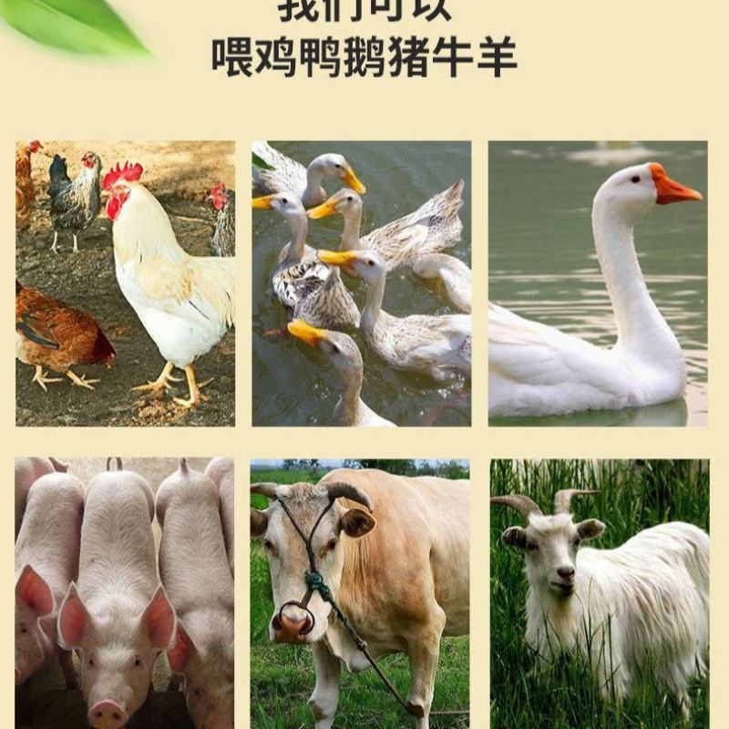 批发新鲜大米糠喂鸡稻糠天然动物饲料稻谷壳粉