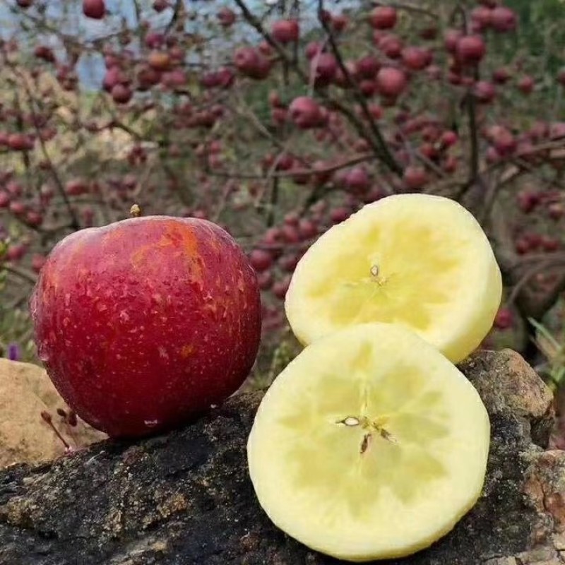 汉源糖心苹果，季节正当现摘现发。