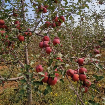 汉源糖心苹果，季节正当现摘现发。