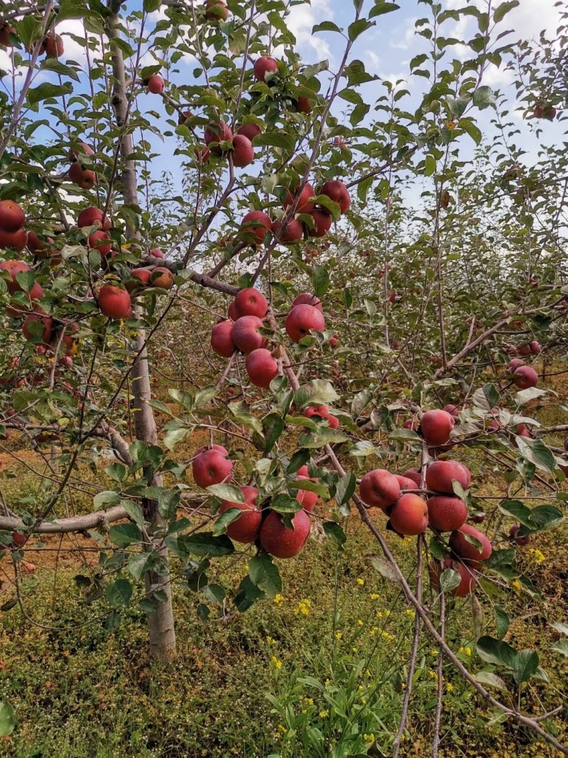 汉源糖心苹果，季节正当现摘现发。