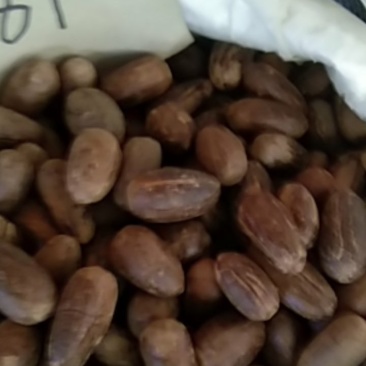 火锅底料长香果，大货供应，批零兼营，保证质量，支持线上