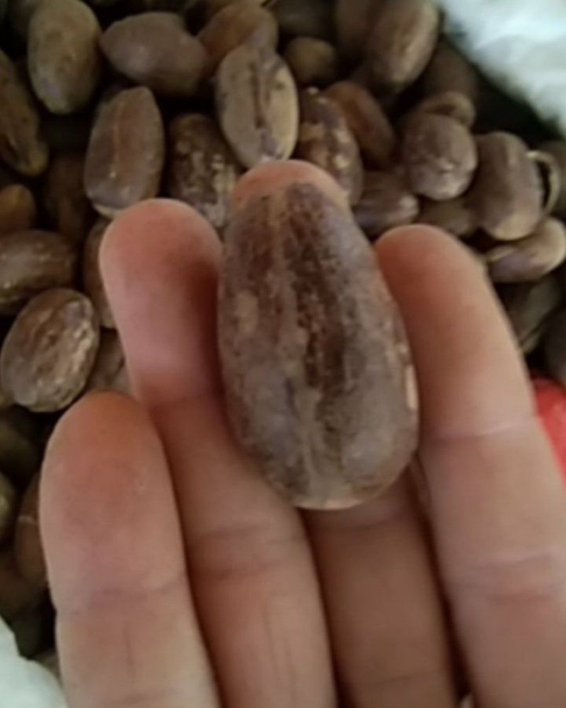 火锅底料长香果，大货供应，批零兼营，保证质量，支持线上