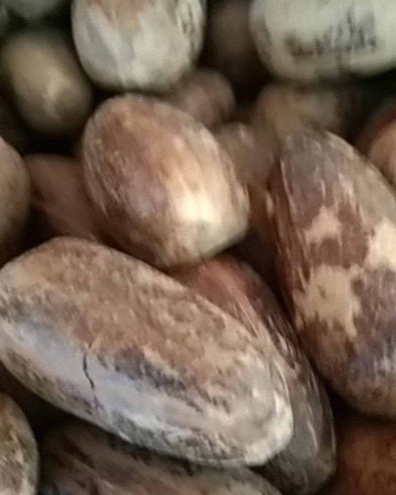 火锅底料长香果，大货供应，批零兼营，保证质量，支持线上