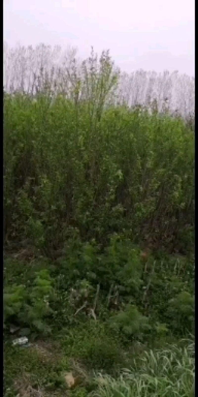 红叶李各种规格2到15公分量大，有需要的可以联系