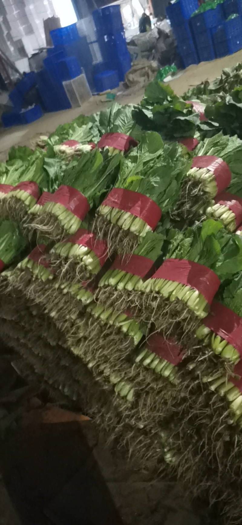 山东小白菜质量好货量大价格低，产地直发一手货源