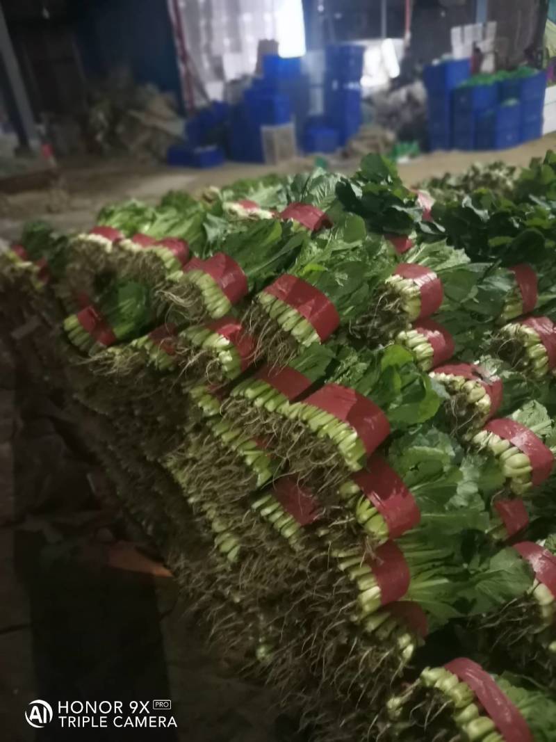 山东小白菜质量好货量大价格低，产地直发一手货源