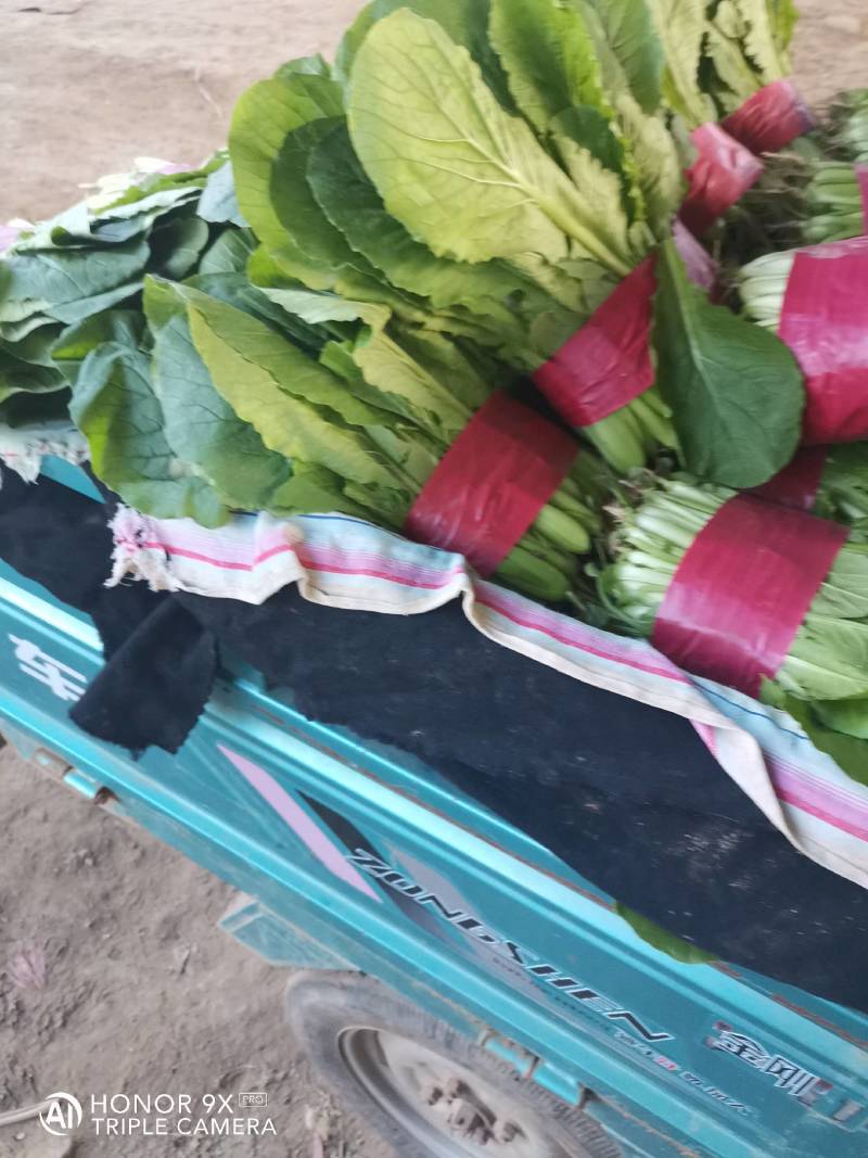 山东小白菜质量好货量大价格低，产地直发一手货源