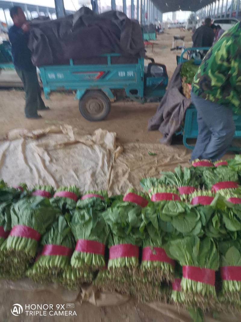 山东小白菜质量好货量大价格低，产地直发一手货源