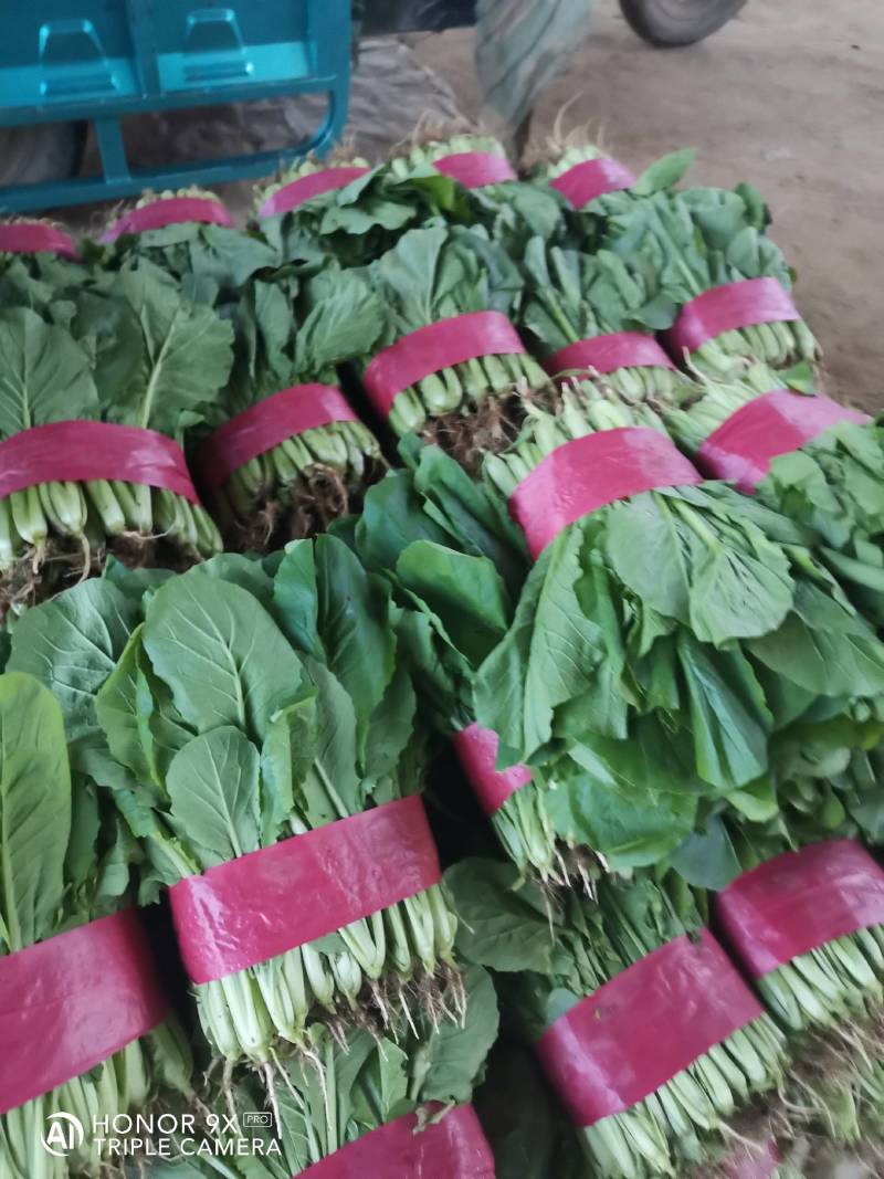 山东小白菜质量好货量大价格低，产地直发一手货源