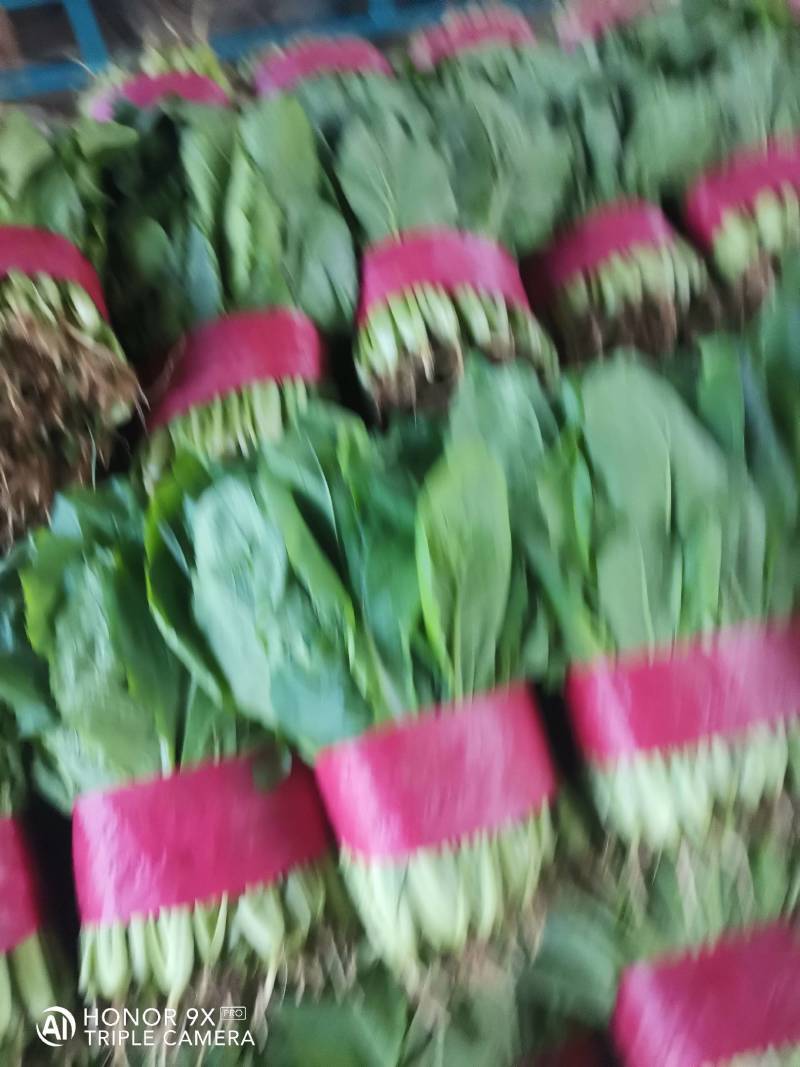 山东小白菜质量好货量大价格低，产地直发一手货源