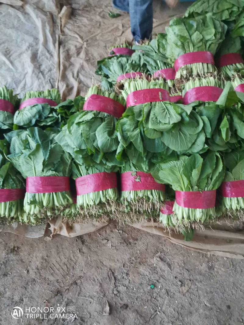 山东小白菜质量好货量大价格低，产地直发一手货源