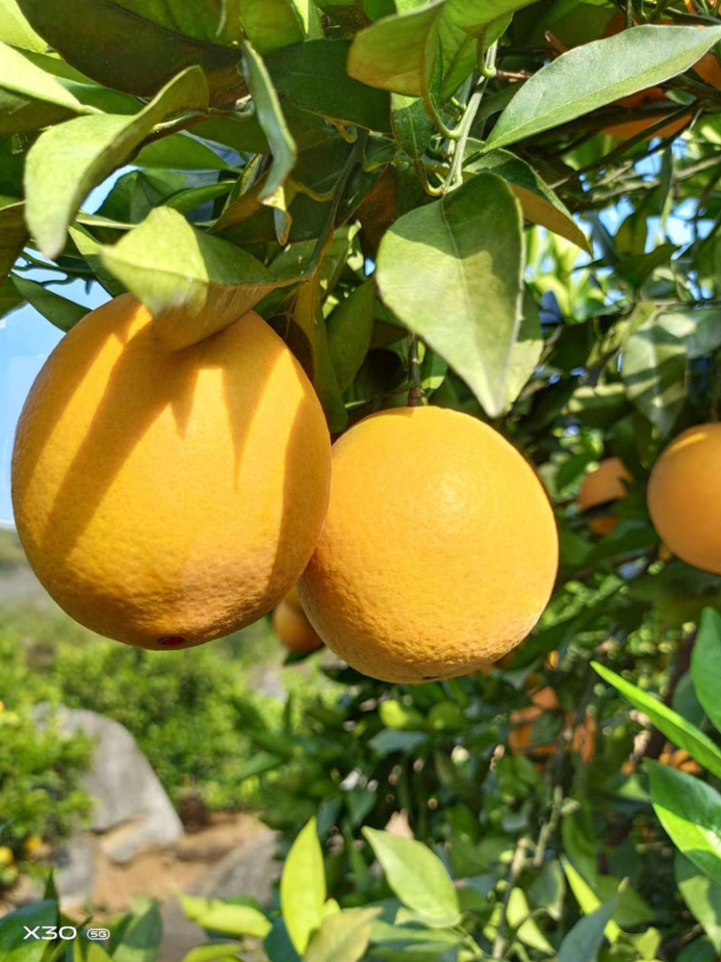 贺州八步富川脐橙