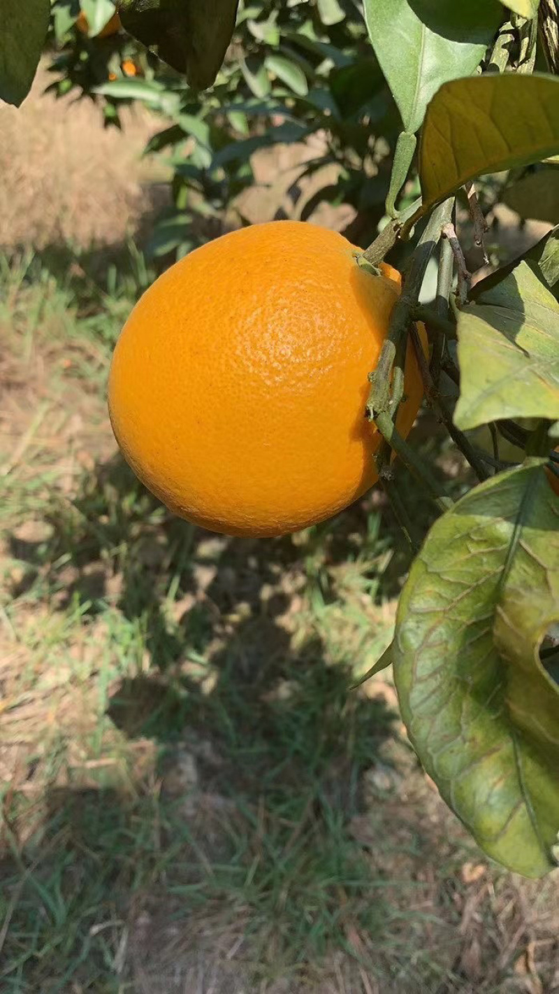 贺州八步富川脐橙