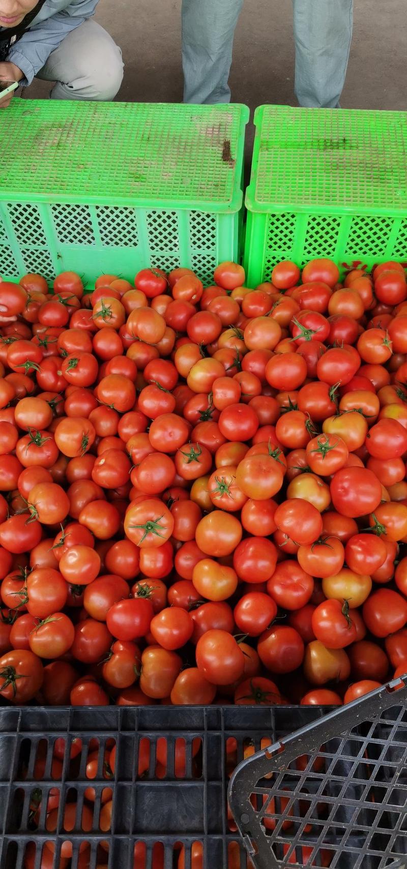云南楚雄【元谋番茄】精品西红柿弧三以上，可一件代发红粉