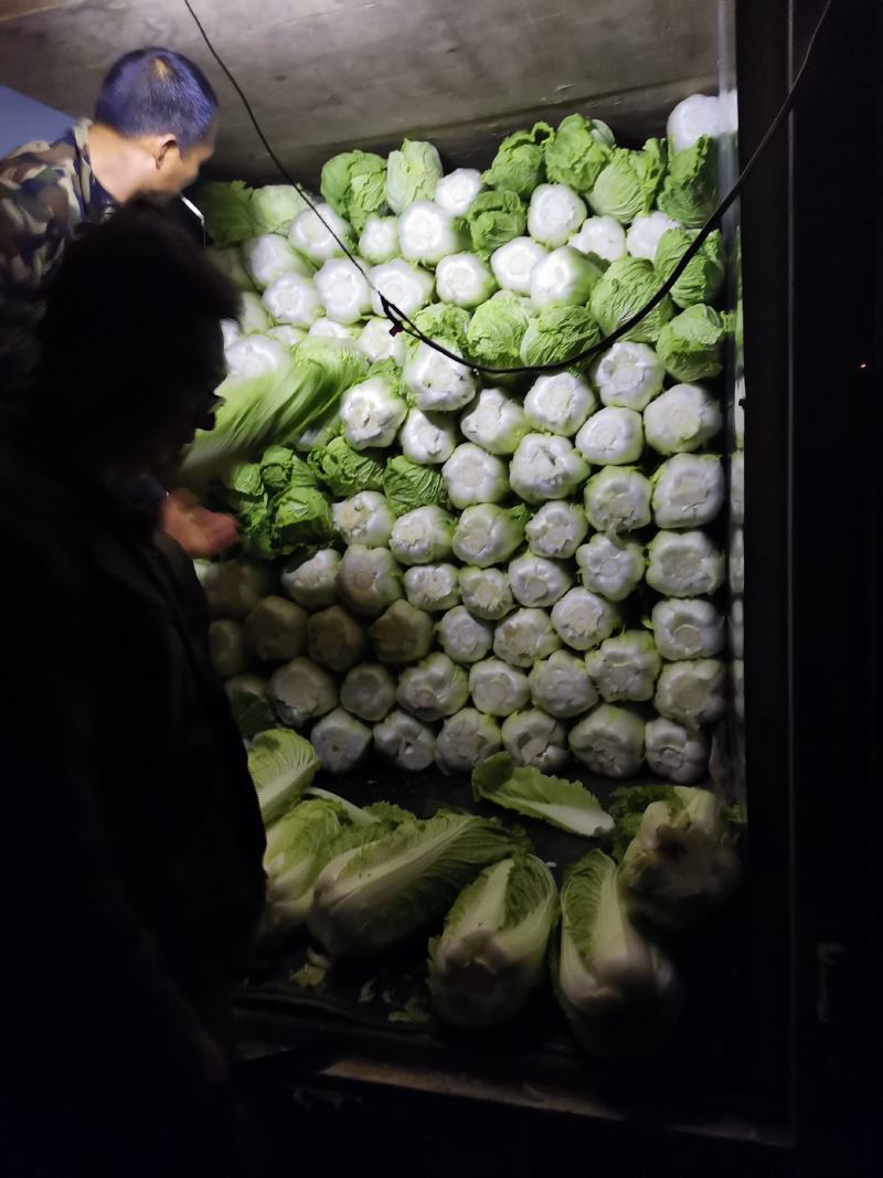 大白菜开始上市了，下单要快，无虫眼，无烧心