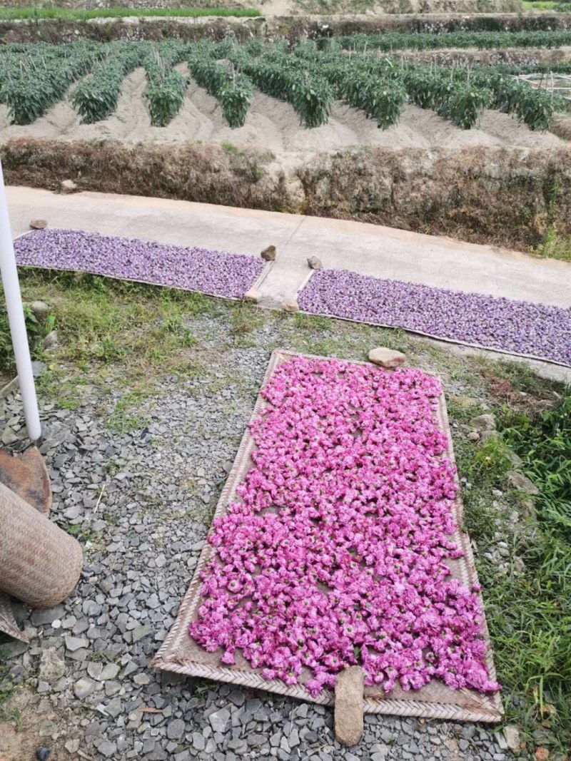 自家种植，质量有保障。《包邮》福建木槿花晒干的
