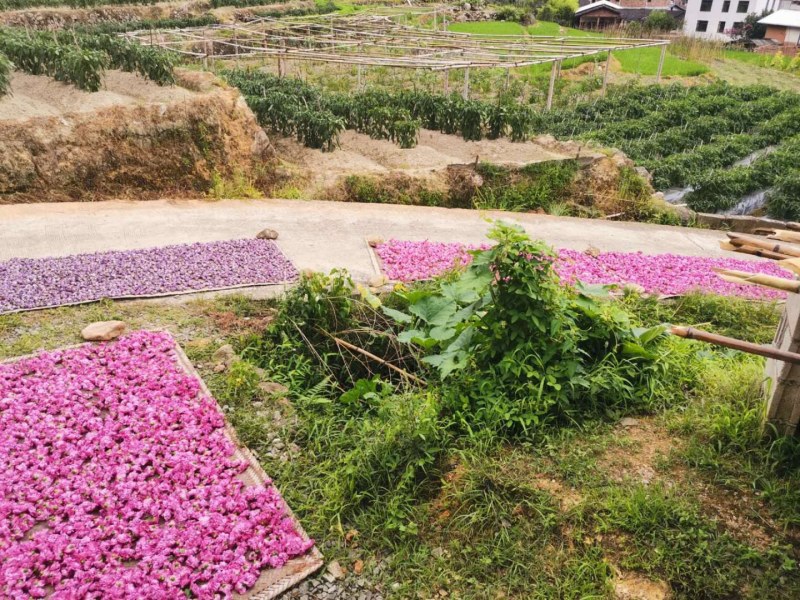 自家种植，质量有保障。《包邮》福建木槿花晒干的