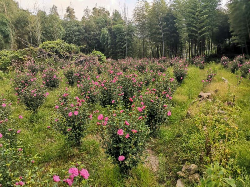 自家种植，质量有保障。《包邮》福建木槿花晒干的