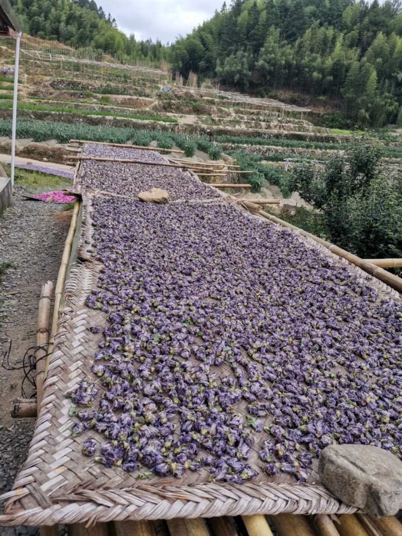 自家种植，质量有保障。《包邮》福建木槿花晒干的