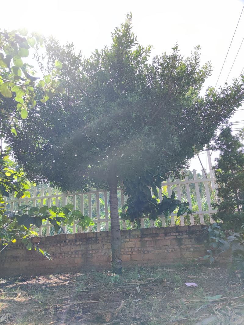 公的山竹树，只开花不结果的