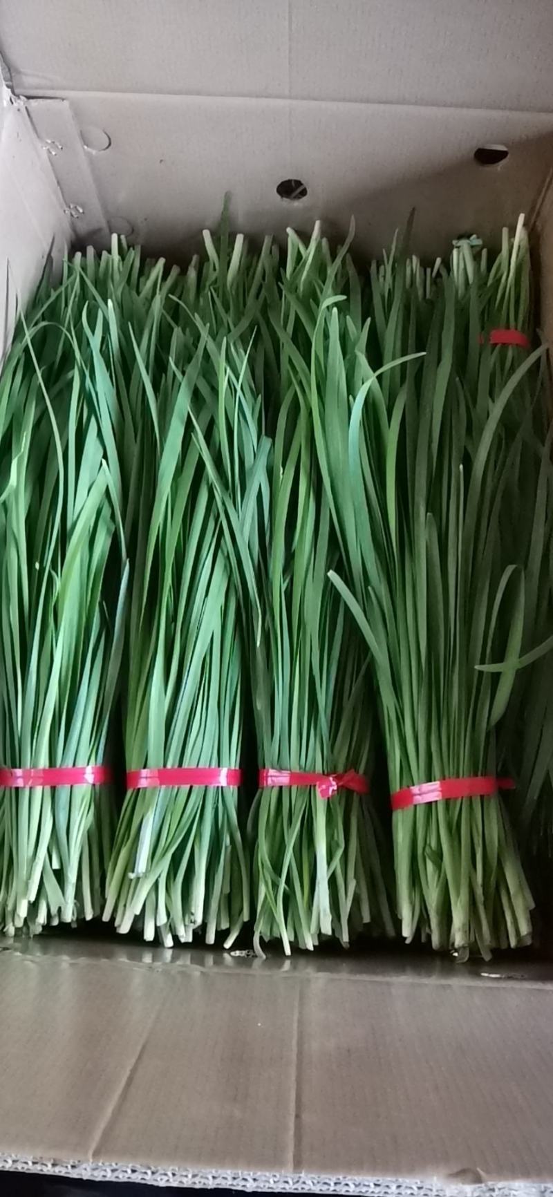 广东省徐闻县精品叫韭菜