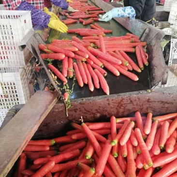 【精品】万亩红萝卜大量上市中，保质保量，个头均匀颜色艳丽