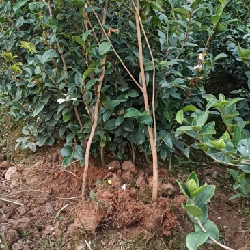 【江西高产油茶树】长林4号油茶杯苗包两证一签可议价可看货