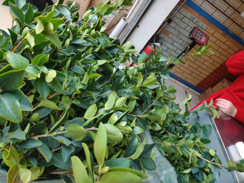 【自家基地发货】【顺丰包邮】长林4号40号53高产油茶苗