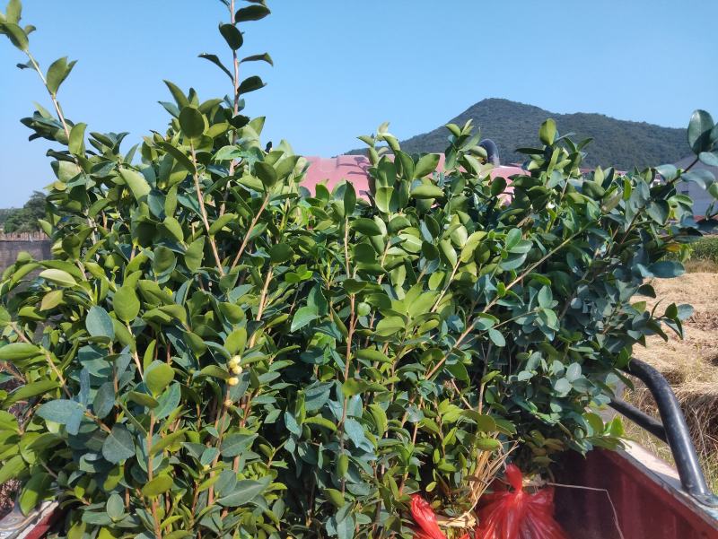 【自家基地发货】【顺丰包邮】长林4号40号53高产油茶苗