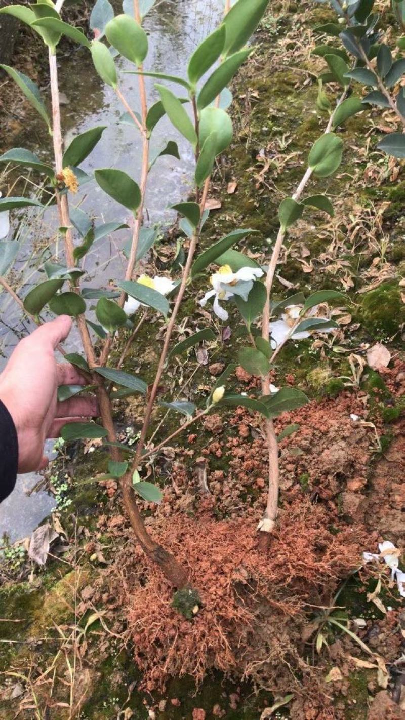 【自家基地发货】【顺丰包邮】长林4号40号53高产油茶苗