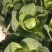 新茬七八成熟无黄边无黑平根推棚甘蓝，大量供应超市，散装，