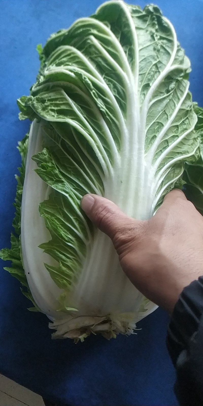 售、售、售，基地直供一百亩大白菜。价格美丽，欢迎选购。