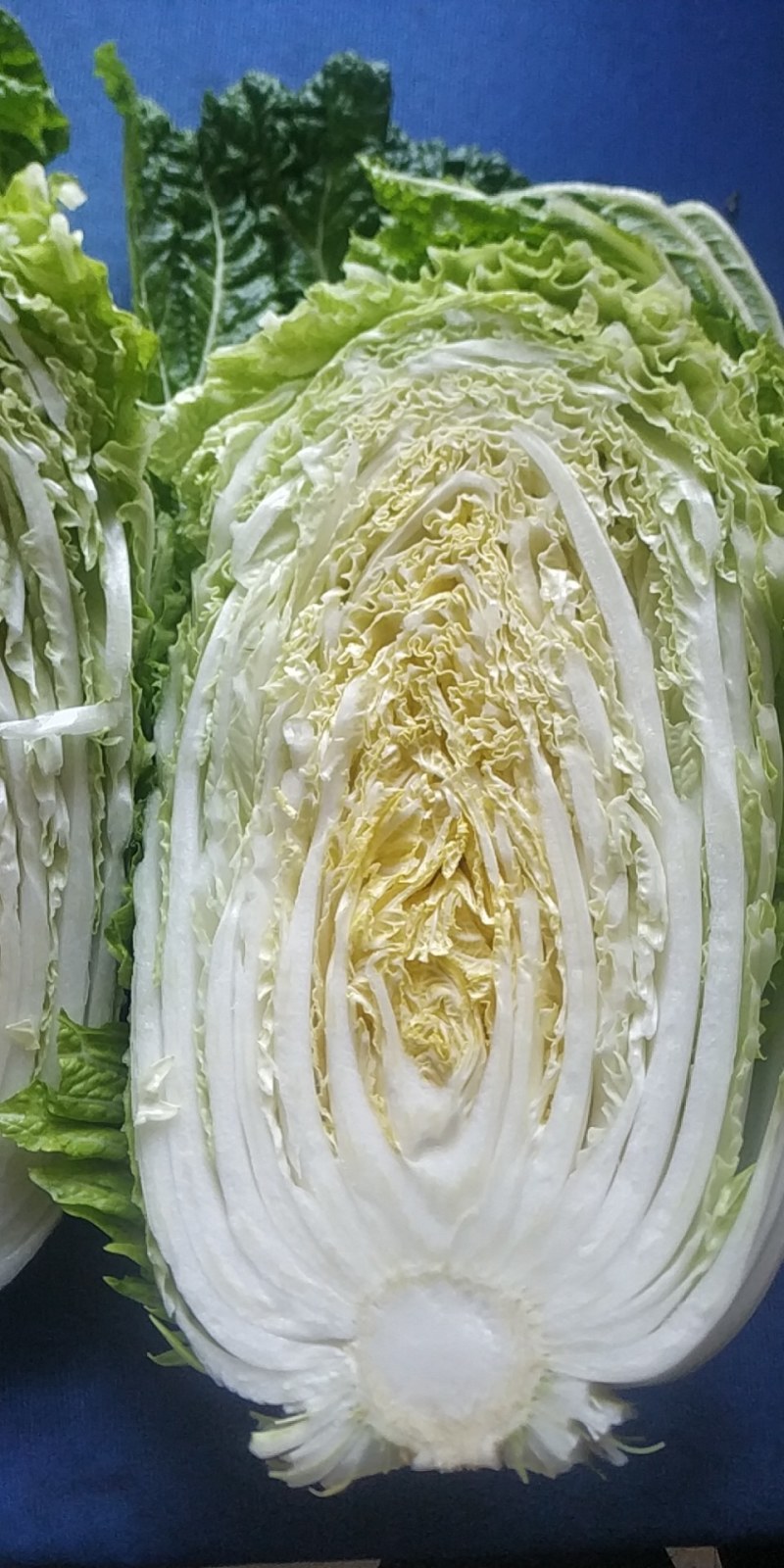 售、售、售，基地直供一百亩大白菜。价格美丽，欢迎选购。