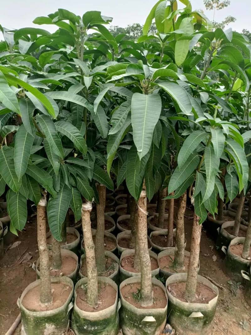 爱文芒果，金煌芒果，红贵妃芒果美植袋大苗，中苗，小杯苗嫁