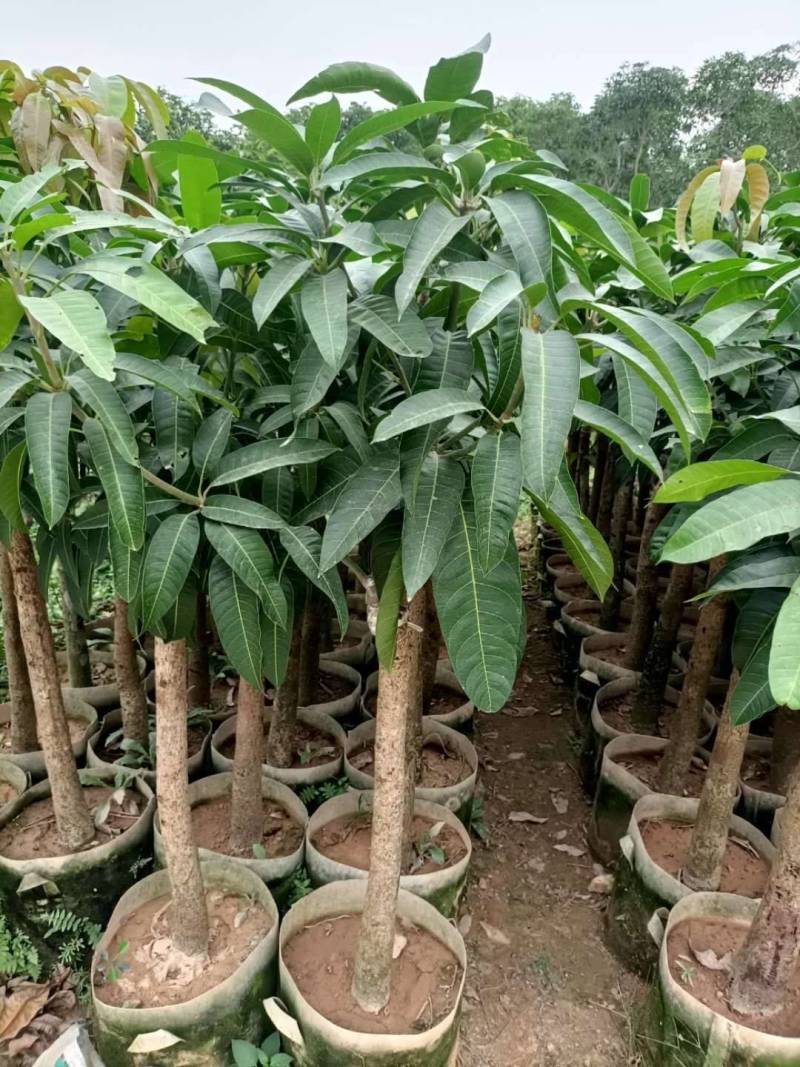 爱文芒果，金煌芒果，红贵妃芒果美植袋大苗，中苗，小杯苗嫁