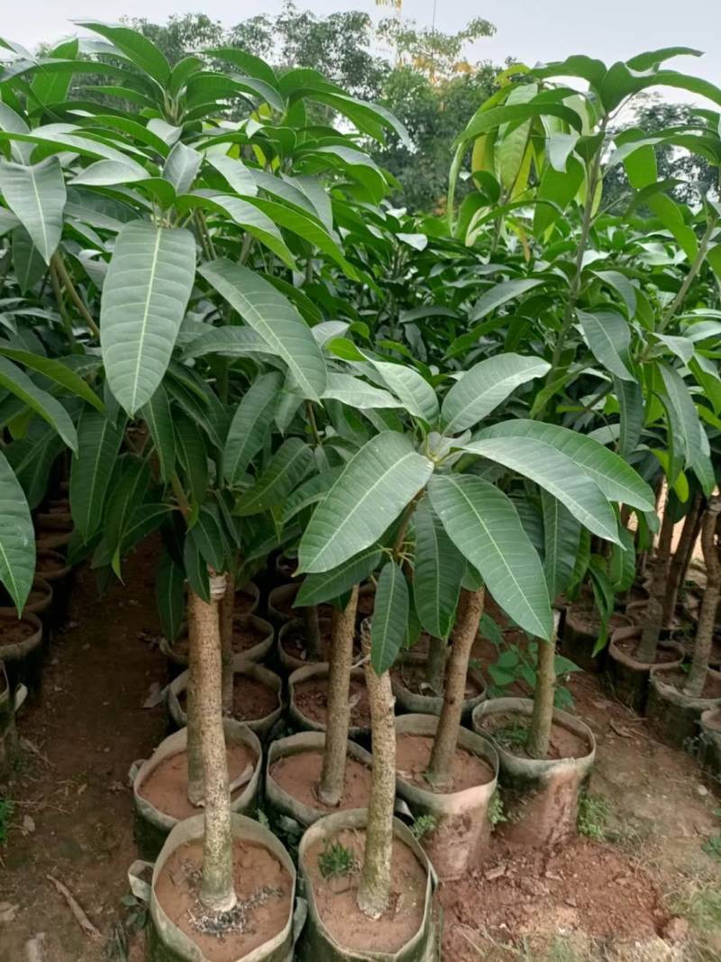 爱文芒果，金煌芒果，红贵妃芒果美植袋大苗，中苗，小杯苗嫁