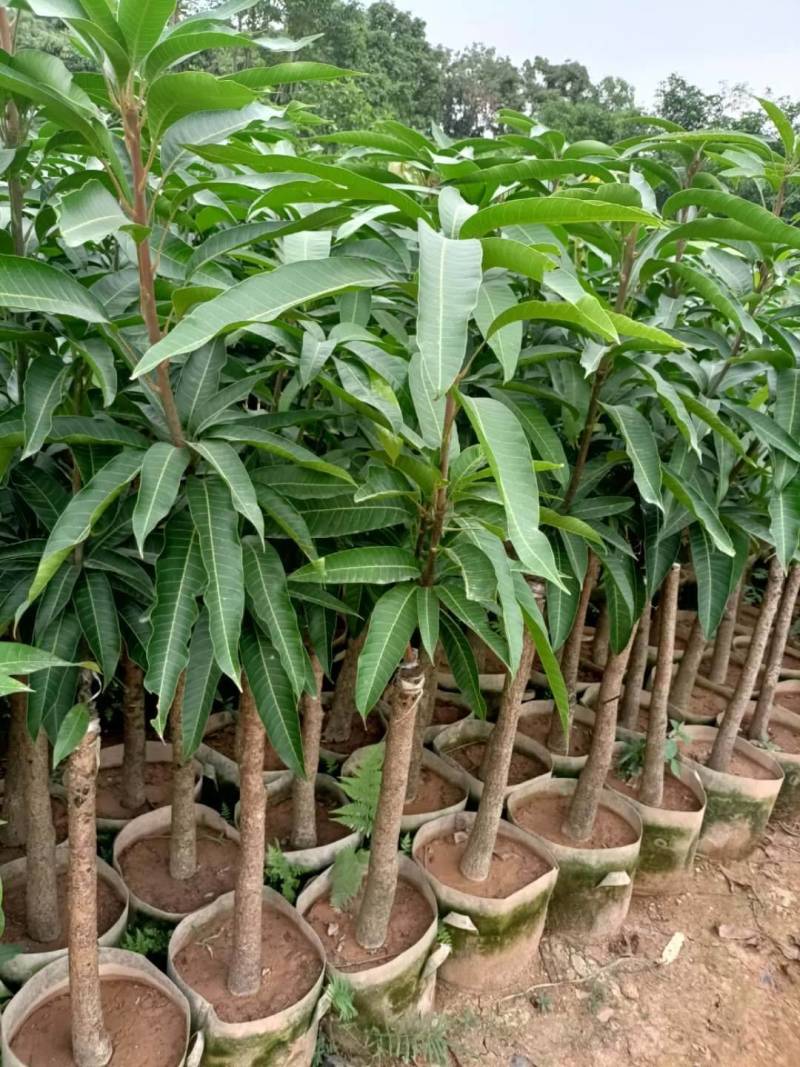 爱文芒果，金煌芒果，红贵妃芒果美植袋大苗，中苗，小杯苗嫁