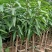 爱文芒果，金煌芒果，红贵妃芒果美植袋大苗，中苗，小杯苗嫁